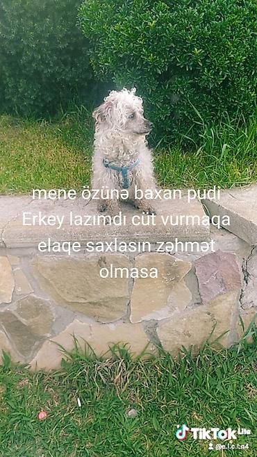 İtlər: Pudel, Dişi, Cütləşmə üçün — 2