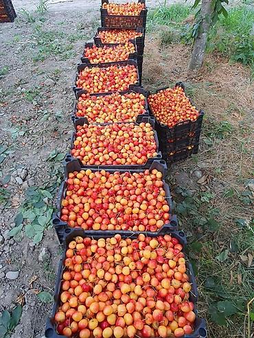 quba: 2500 sot, Kənd təsərrüfatı, Kupça (Çıxarış) — 3