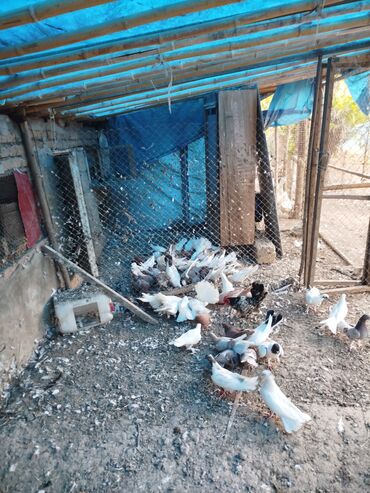 Göyərçinlər: Məhsul: Ev quşları üçün müxtəlif cins və rəngdə göyərçin sürüsü kom200 — 4