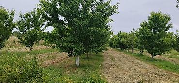 cilədağı bitkisi qiymeti: 2 HEKTAR MEYVƏ BAĞI SATILIR! (Evdən ayrı və ya evlə birlikdə) 📌 Əsas — 3