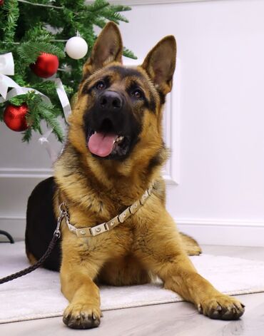 сабака дратхар: Вязка: Немецкая овчарка, Самец, 2 года, С прививкой, С родословной