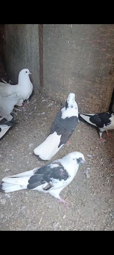 quş adları: Salam sağlam goyercinlerdi ağ quyruqlar 8 manat qalanlari 5 manat — 1