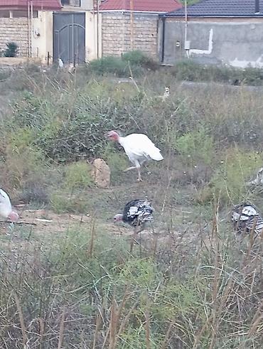 Yumurta: Məhsul: Hind quşu yumurtası mayali — 3