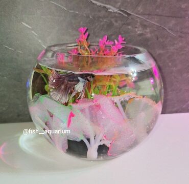 рыба для аквариум: Идея на подарок! Готовый комплект инстаграм Объём аквариума 3 литра