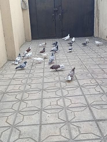 Göyərçinlər: Göyərçinlər satılır –tek cüt fərqi yoxdur kim görerem olsa münasib — 12