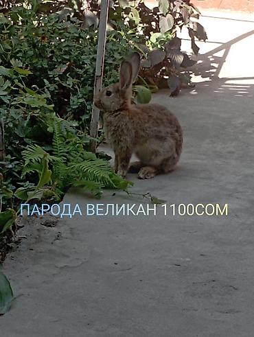 бука кара балта: Продаю | Кролик самец | Для разведения — 1
