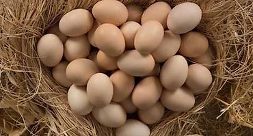 Yumurta: 🥚 GÜNLÜK TƏZƏ KƏND YUMURTASI SATILIR! 🥚 Qarağan Şıxlar kəndində — 11