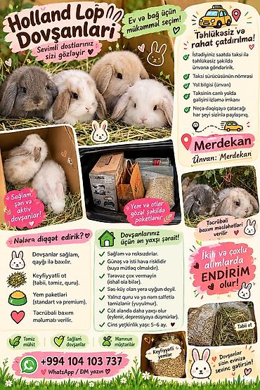 Dovşanlar: 1 aylıq balaca🐰 Hazırda məndə bu çox şirin dovşanım var 🥹🤍 Çox şirin — 10