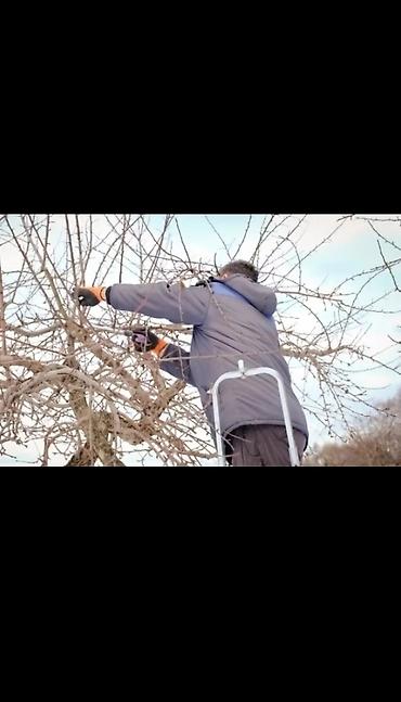веточки: Садовник! Обрезка плодовых и хвойных + Обработка! Находимся в Бишкеке — 3