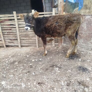 Коровы, быки: Продаю | Бык (самец) | Полукровка | На откорм | Привязанные — 10