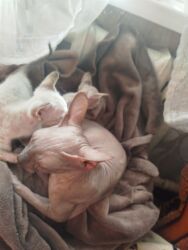 показы 1 354 72 договорная кошка даром британская короткошёрстная 1 год мальчик метис 2 позвонить написать: Продам котят донского сфинкса (Браш) кушают и к лотку приучены!