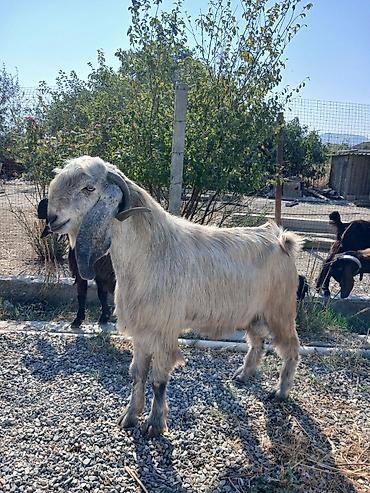 halep keçisi satilir: Təkə və keçilər – təsərrüfat üçün — 2