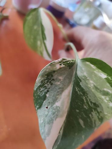 Монстеры: Монстера Альба Монстера Тайское Созвездие, черенки и взрослые цены — 9