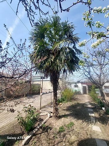 ağac gülləri: Trachycarpus fortunei (Kənarları pərli xurma/pal­ma) – həyət və bağlar — 1