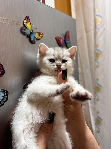 Pişiklər: Britan, Yaxşı əllərə — 8