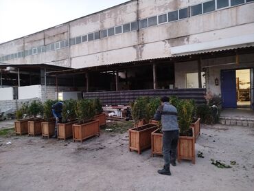 Bitkilər üçün dibçəklər: 🇦🇿Bakı şəhəri üzrə zəmanətli Taxta dipçəklərin topdan və pərakəndə — 2