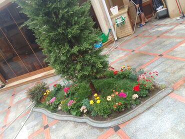 Bağbanlar: Salam bağ evlərində, Abyektlərdə parklarda bağban xidməti görülür — 20