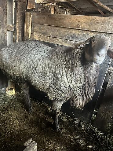 Баран, овца: Продаю | Баран (самец) — 4