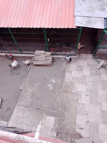Həyət evləri və villaların satışı: 6 otaqlı, 260 kv. m, Kredit var, Yeni təmirli — 12