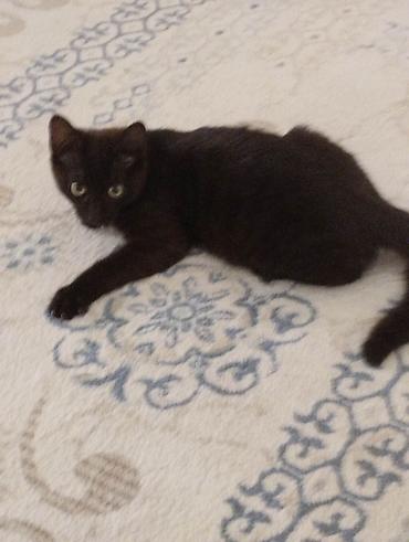 Pişiklər: Yaxşı əllərə — 9