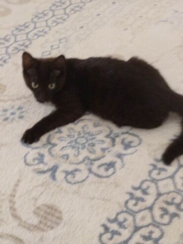 Pişiklər: Yaxşı əllərə — 4