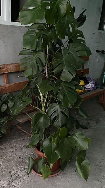 монстеро: Монстера делициоза (Monstera deliciosa) в горшке - Крупное — 1