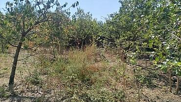 mənzil 4 otaqlı satış: 8 sot, Tikinti, Mülkiyyətçi, Kupça (Çıxarış) — 2