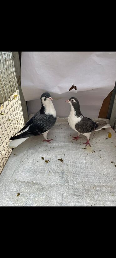 Göyərçinlər: 3 eded delfin 1 cütdür bala verir saglam heyvanlardir 3 ededi 45 manat — 3