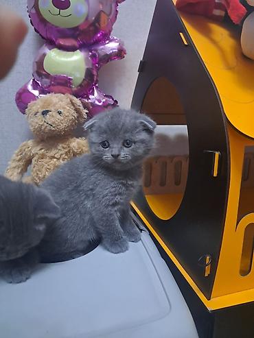 Pişiklər: Britan — 10