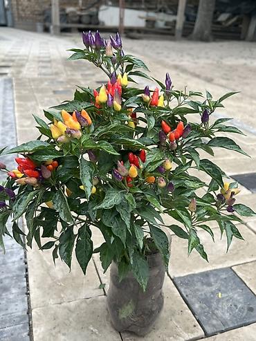 овощной: Декоративный острый перец (Capsicum annuum) в горшке - Плоды — 1