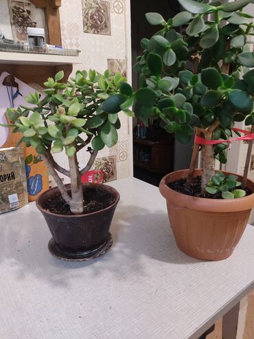 Другие комнатные растения: 1.Щучий хвост ( тещин язык) 2.Алоэ вера 3. Алоэ древовидный — 10