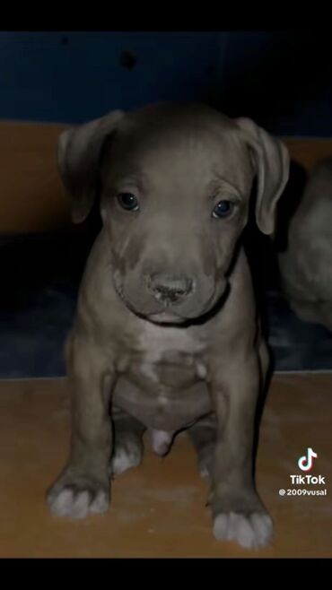 akita iti: Pitbul, 2 ay, Erkek, Peyvəndli, Ünvandan götürmə