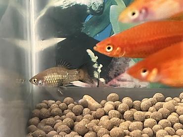 Balıqlar: Sülhsevər, Ünvandan götürmə — 4