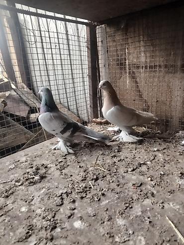 Птицы: Срочносрочно🆘 продается голуби пара 800сомов пажалуйста пишете в — 5