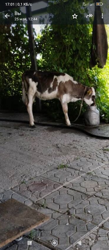 молочная корова: Продаю | Тёлка | Швицкая, Симментальская