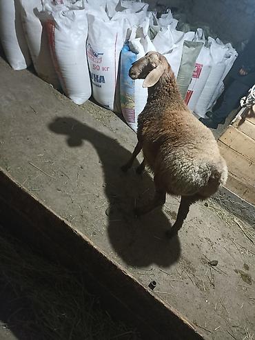 Баран, овца: Продаю | Баран (самец) | Арашан | Для разведения | Племенные — 12