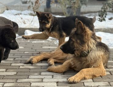 Продажа собак: Немецкая овчарка, 4 месяца, Самка, С прививкой, С родословной — 5