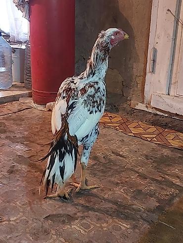 Xoruzlar: Xoruz, il: <1, Ödənişli çatdırılma — 5