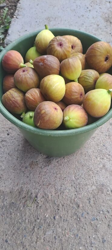 Садовые цветы и кустарники: Саженцы цветка: Клематисы — 2