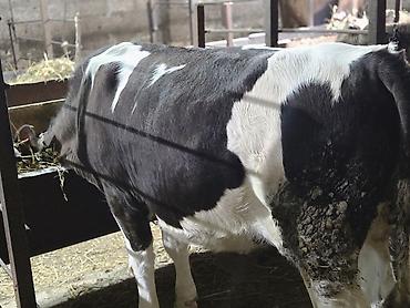 sort inəklər: Holştin cinsli dana dişi.damazliq ücün super sort — 3