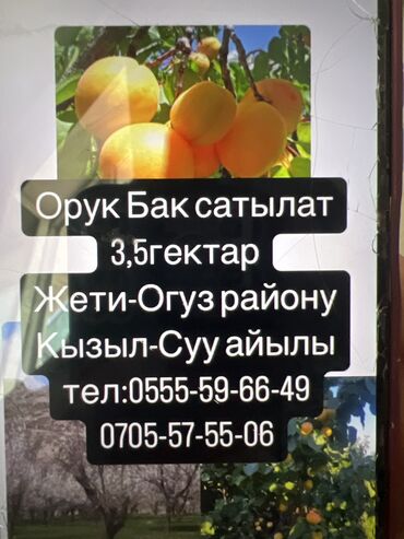 кок жар продается дом: Кызыл китеп