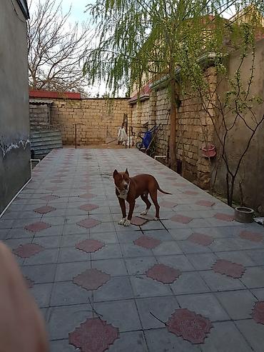 Həyət evi alıram: 2 kv. m, 3 otaqlı, İşıq — 4