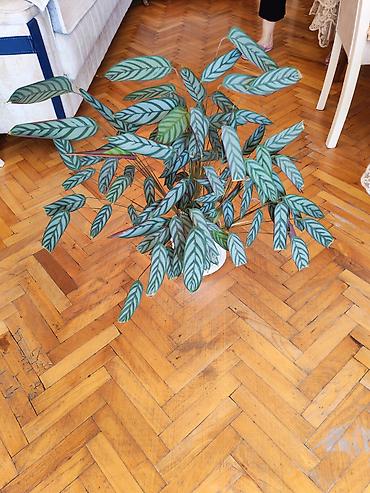 101 qizil gul ucuz: Calathea (Ctenanthe/“Prayer plant” tipli) dekorativ otaq bitkisi - — 1