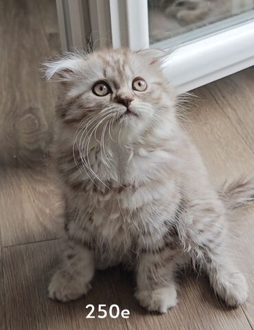 veliki kavez za papagaje: Mače rase Scottish Fold, svetle dlake sa tamnijim tigrastim šarama
