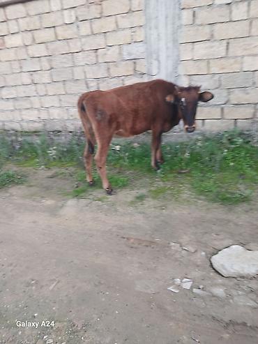 jersey cinsi: Disi dana satilir tecili ucuz qiymete — 1