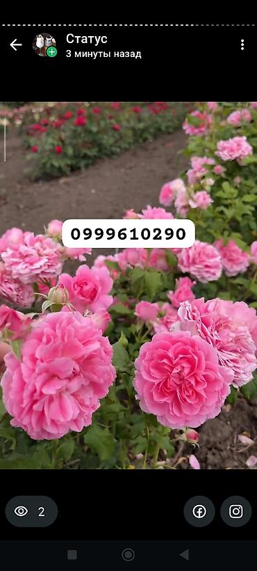 Rose saplings: Саженцы — 9