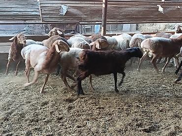 породистые кошки бишкек: Продаю | Баран (самец) — 1