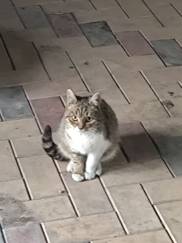 Отдам даром кошку: 6 месяцев, Мальчик, Метис — 7