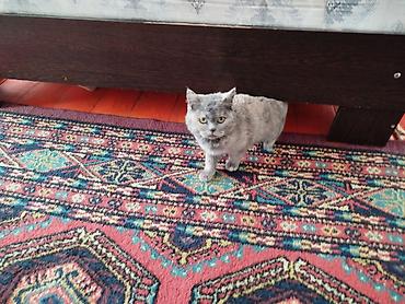 Ковры и паласы: Ковер Полиэстер — 11