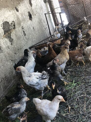 птице ферма: Цыплята домашние по 170сом